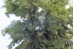 DSCF9130-3