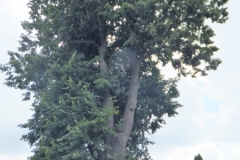 DSCF2368