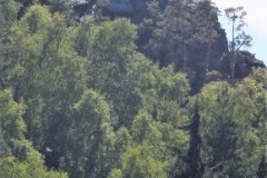 DSCF2085-3