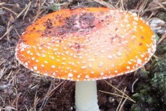 DSCF5483-2