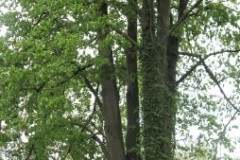 IMG_0956-2