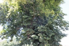 DSCF9209-2