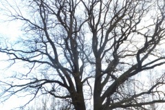 DSCF9808-1
