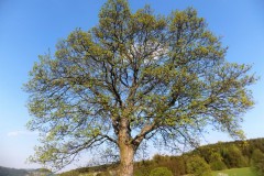 DSCF0011-3