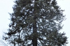 DSCF2219-2