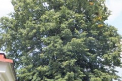 DSCF9333-3