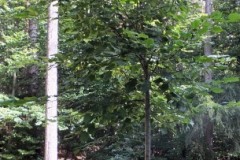 DSCF9022-3