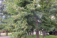 DSCF3200