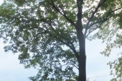 DSCF3206