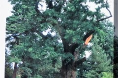 DSCF9168-3