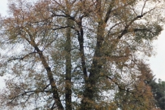 DSCF4305
