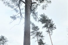 DSCF6766