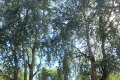 DSCF3403