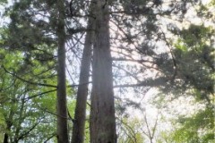 DSCF0390-3