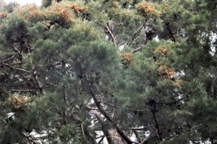 DSCF0392-3