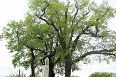 IMG_0334-2