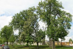 IMG_0328-2