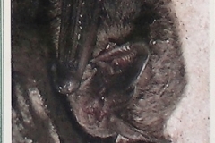DSCN5349-4